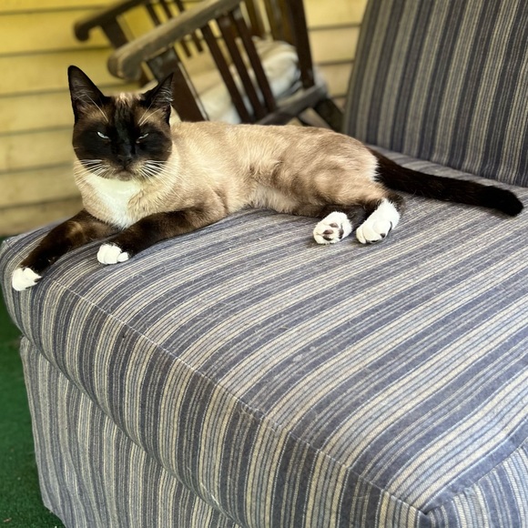 Kitty Kisses from Koda - Picture 2 of 8